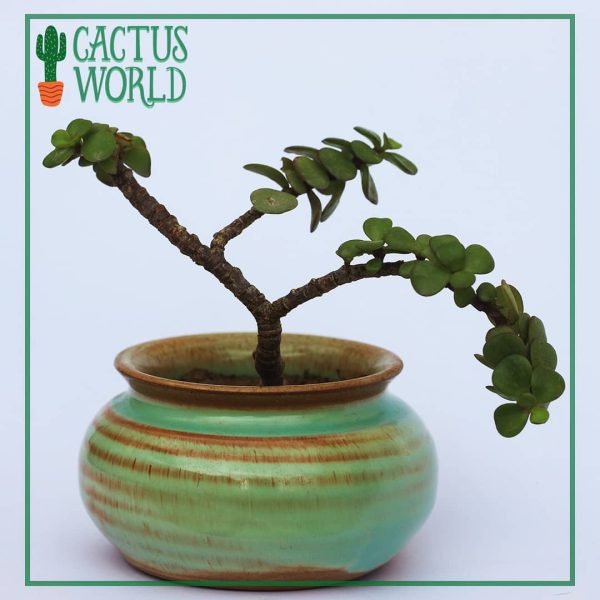 Mini Bonsai Cactus.pk