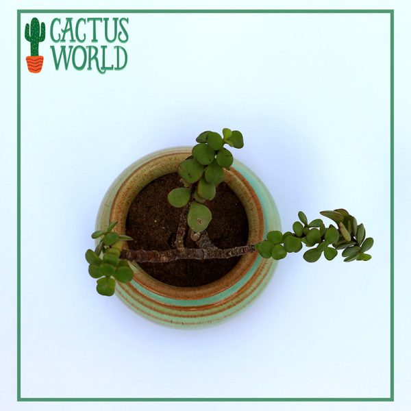 Mini Bonsai Cactus.pk