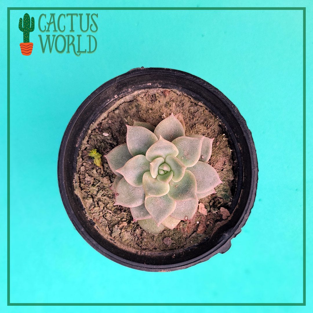 Succulent Cactus.pk