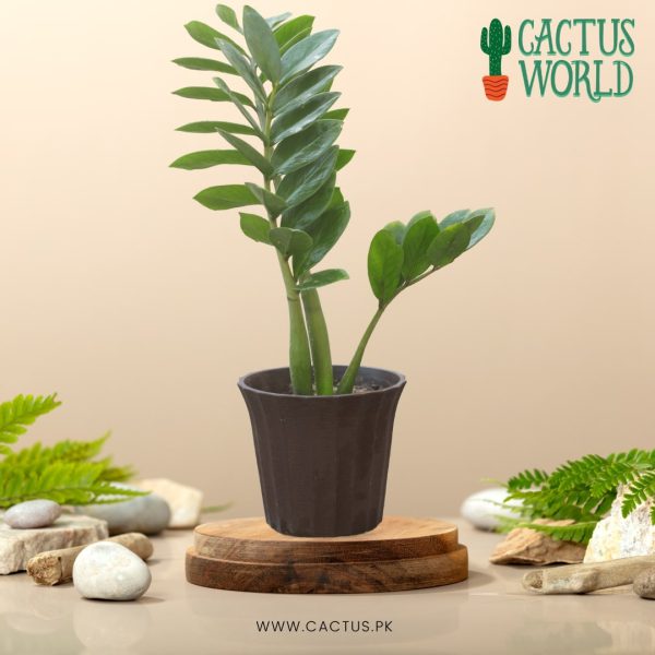 ZZ Plant in Brown Pot Cactus.pk